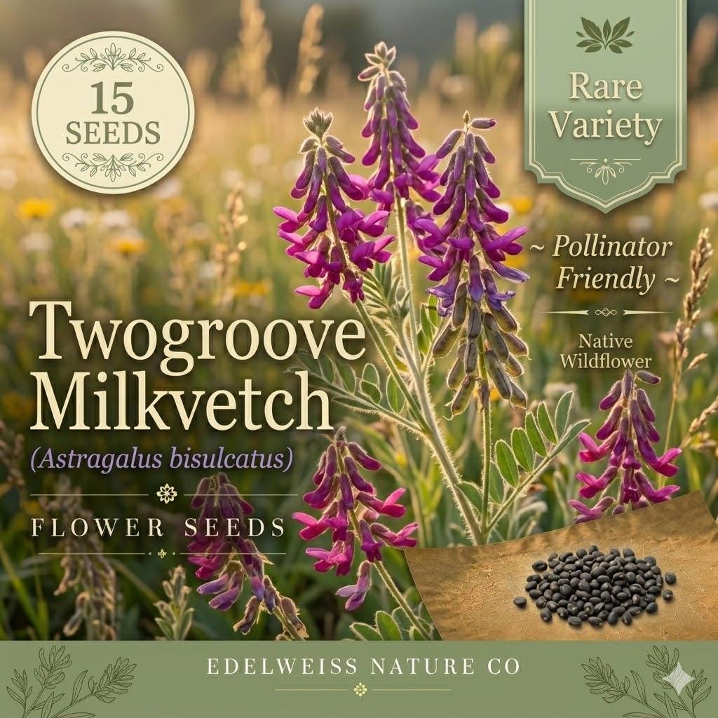 Astragalus Bisulcatus Seeds – Twogroove Milkvetch Native Prairie Legume with Purple Wildflowers – Drought Tolerant Perennial Seed Pack