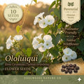 Ololiuqui Seeds – Rivea corymbosa Flowering Climbing Vine with White Trumpet Blooms – Tropical Garden, Trellis, Container Plant