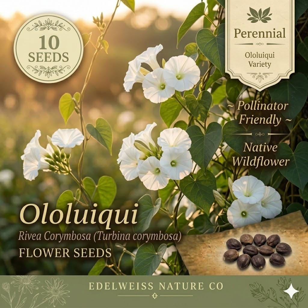 Ololiuqui Seeds – Rivea corymbosa Flowering Climbing Vine with White Trumpet Blooms – Tropical Garden, Trellis, Container Plant