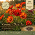 Cosmos Dazzler Seeds – 100 Bright Pink Annual Flowers for Garden Beds, Borders & Cut Flowers, Cosmos bipinnatus