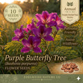 Purple Orchid Tree Seeds – 10 Bauhinia Purpurea Flowering Ornamental Seeds for Tropical Gardens and Containers