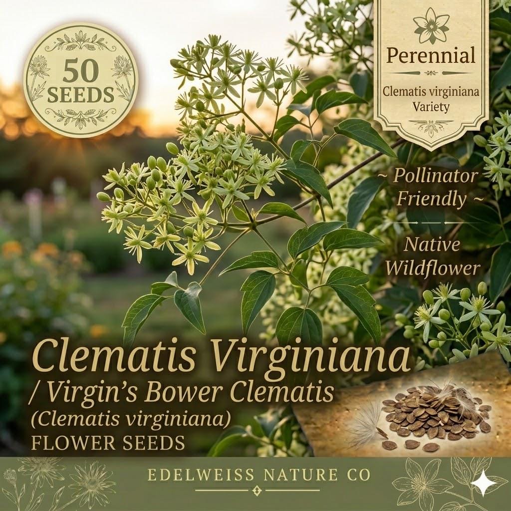 Virgin's Bower Clematis Seeds – 50 Native Climbing Vine Seeds for Pollinator Gardens, Fences, and Woodland Edges, Clematis virginiana