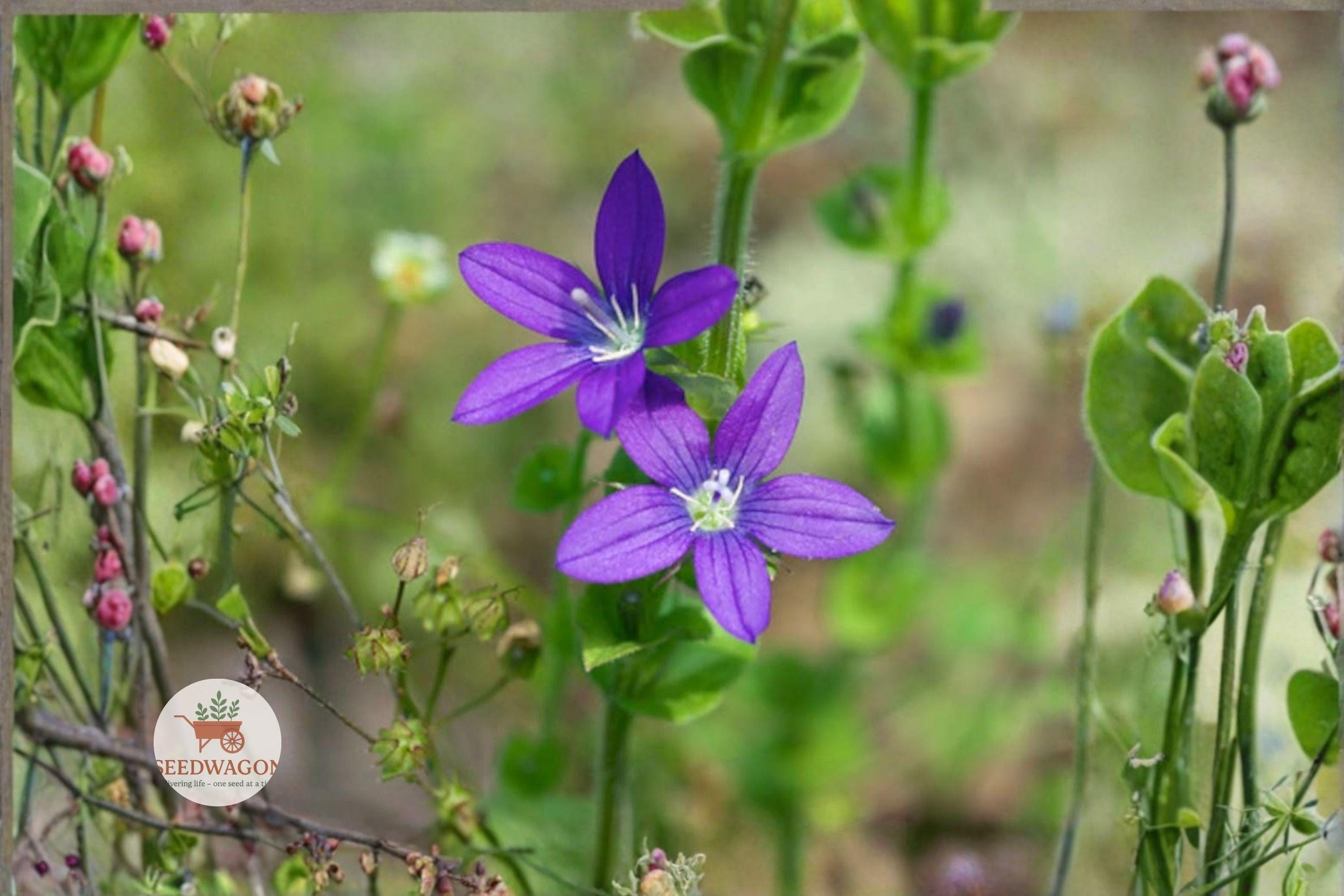 Venus Looking Glass Seeds 1000 – Triodanis perfoliata Native Purple Wildflower Plant for Pollinators