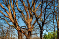 Paperbark Maple Seed – Acer griseum, Deciduous Tree for Garden & Landscape Planting