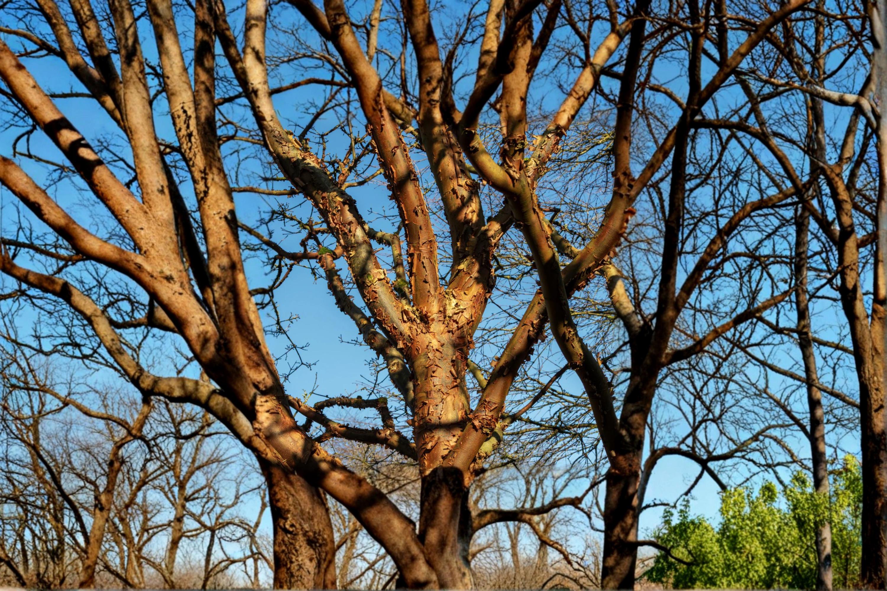 Paperbark Maple Seed – Acer griseum, Deciduous Tree for Garden & Landscape Planting