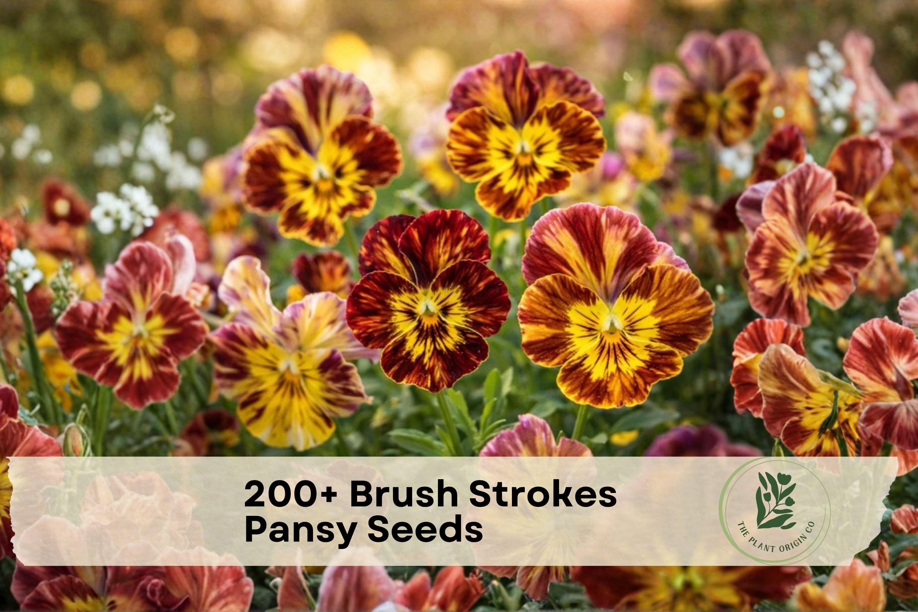 Brush Strokes Pansy Seeds, Viola wittrockiana, Multi-Color Flower, Cool-Season Annual, Garden & Container Planting