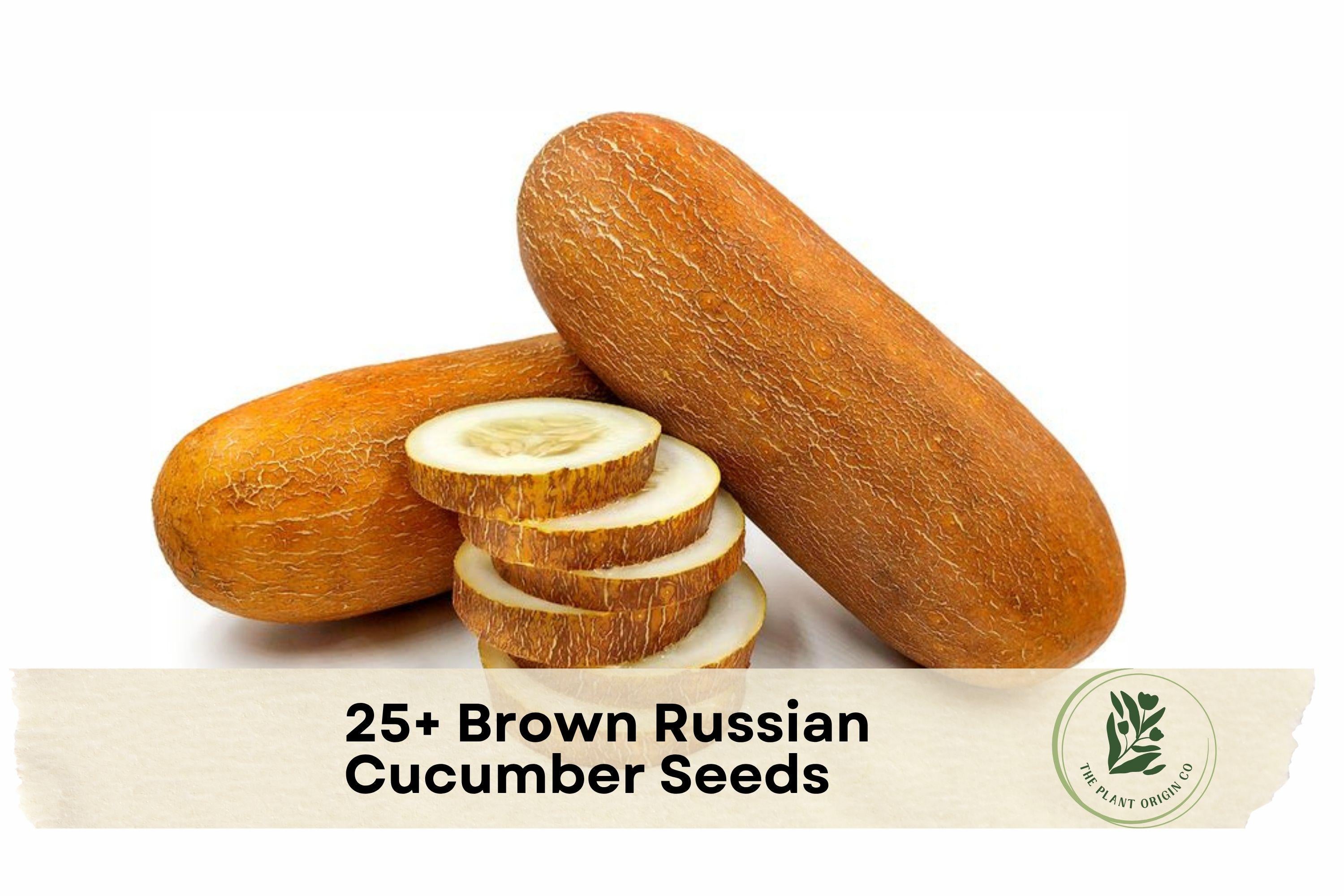 Brown Russian Cucumber Seeds – Heirloom, Vining, Cucumis sativus, for Slicing & Pickling, Outdoor & Container Gardening
