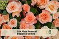 Pink Pearcei Begonia Seeds – Flowering Ornamental Plant for Shade, Container & Hanging Baskets – Begonia pearcei