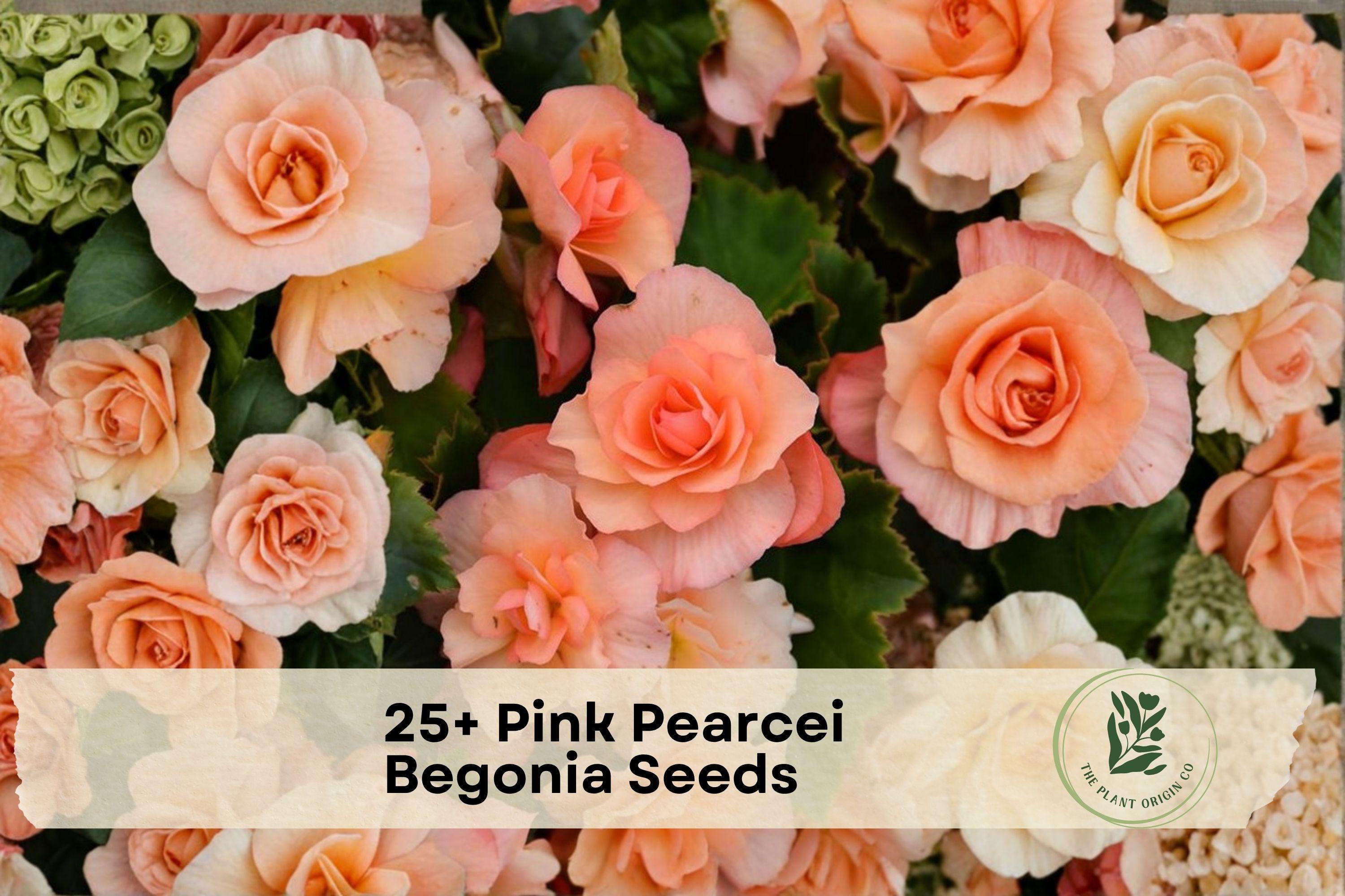 Pink Pearcei Begonia Seeds – Flowering Ornamental Plant for Shade, Container & Hanging Baskets – Begonia pearcei