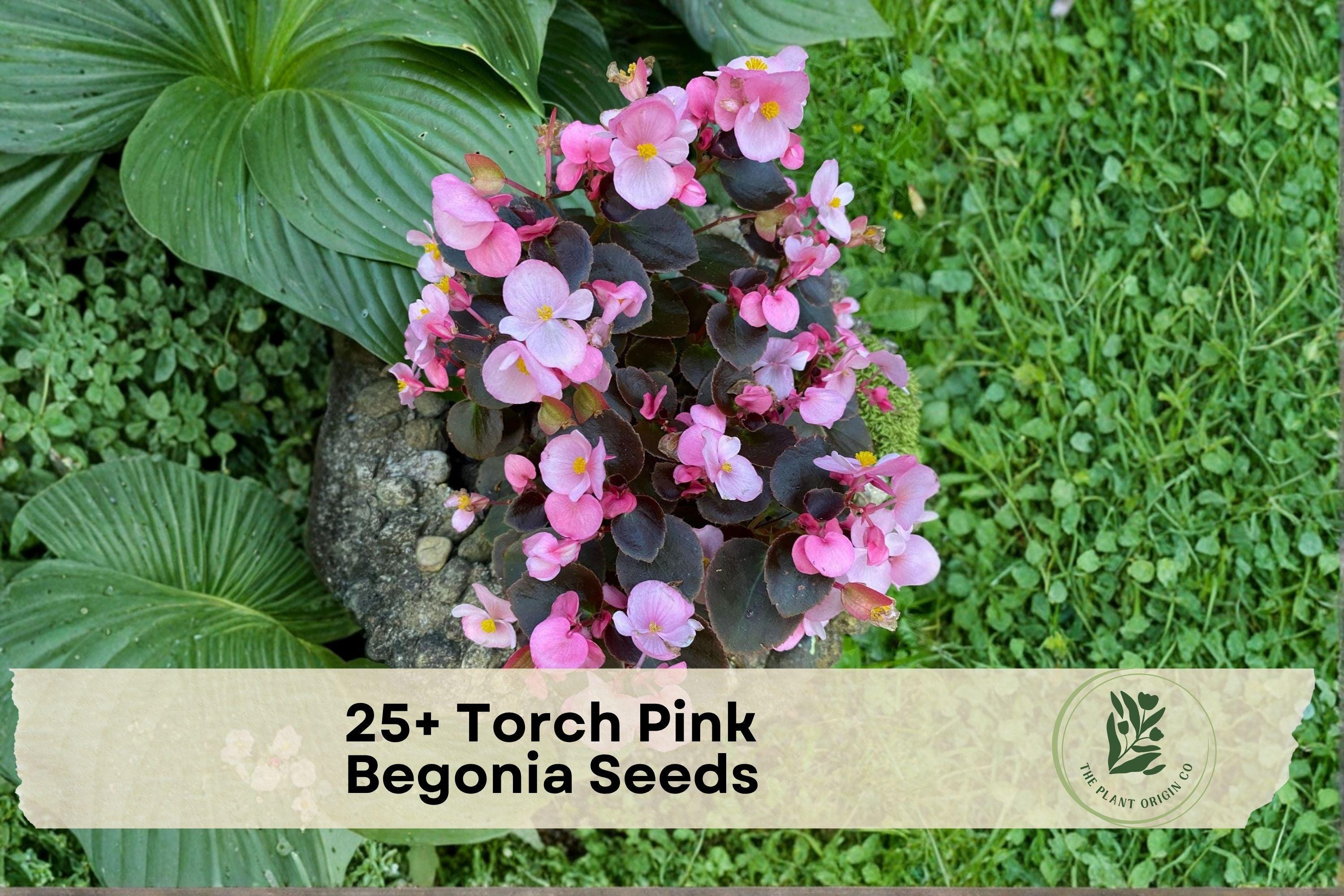 Torch Pink Begonia Seeds – Flowering Ornamental Plant for Containers & Shade Gardens, Begonia spp.