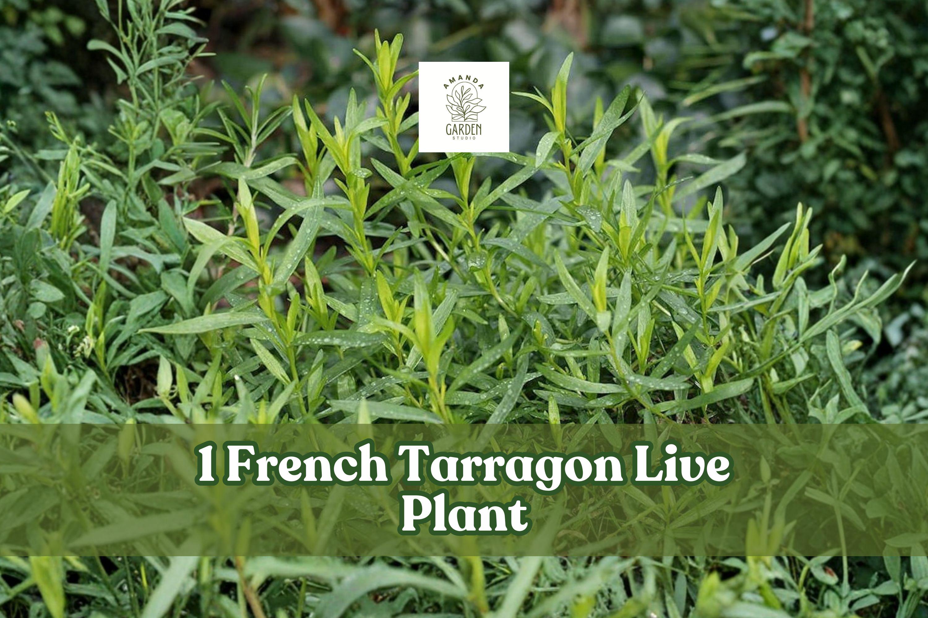 French Tarragon Live Herb Plant Plug – Culinary Herb, Artemisia dracunculus sativa, Green Foliage, Kitchen Garden