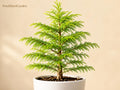 Bald Cypress Bare Root Tree 12-24in Taxodium distichum Wetland Landscape Native Tree