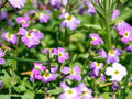Virginia Stock Flower Seeds | Malcolmia Maritima, Pink, Purple, White, Compact Annual for Borders & Containers