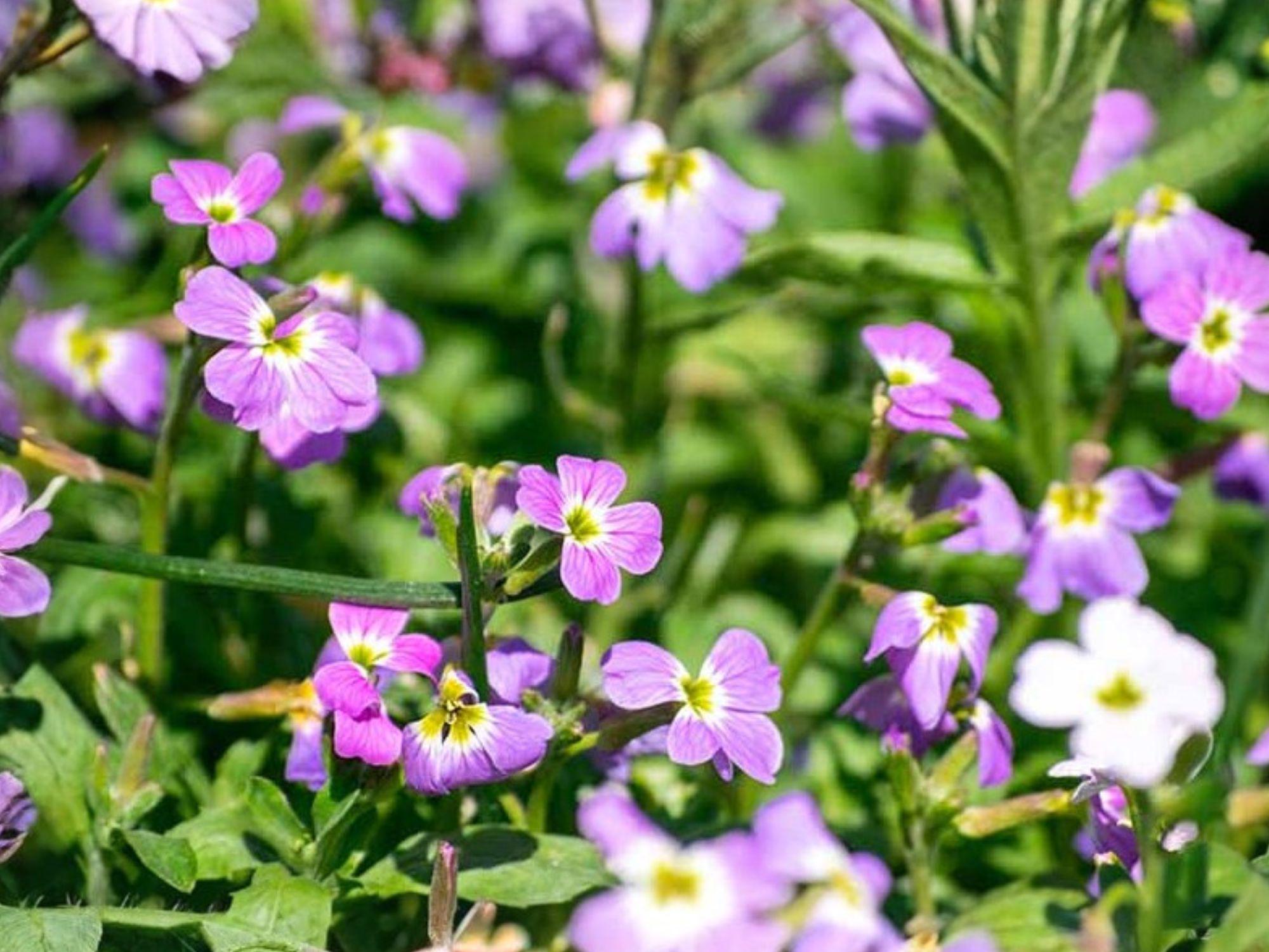 Virginia Stock Flower Seeds | Malcolmia Maritima, Pink, Purple, White, Compact Annual for Borders & Containers