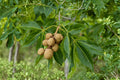 Buckeye Tree Seeds – Aesculus glabra – Deciduous Nut Tree for Landscaping & Native Gardens