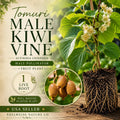 Tomuri Male Kiwi Vine Starter Plant – Actinidia chinensis Heirloom Pollinator for Female Kiwi Fruit Production