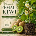 Vincent Female Kiwi Vine - Heirloom Non-GMO Fruit Plant for Home Garden - Actinidia chinensis, Climbing, Edible Kiwi Plant