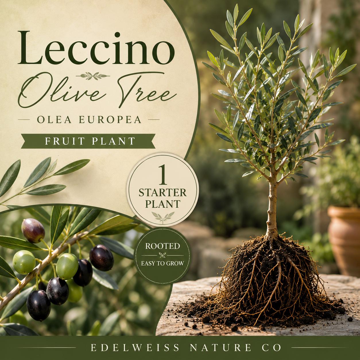 Leccino Olive Tree Live Root Starter Plant – Olea europaea Heirloom Non-GMO for Home Garden & Edible Landscaping