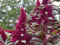 Red Garnet Amaranth Seeds | Ornamental Foliage Plant | Amaranthus tricolor | 100 Seeds for Garden Beds & Borders