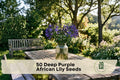 Deep Purple African Lily Seeds - Agapanthus spp. Flowering Perennial for Garden Beds, Borders, Patios, 50 Seeds