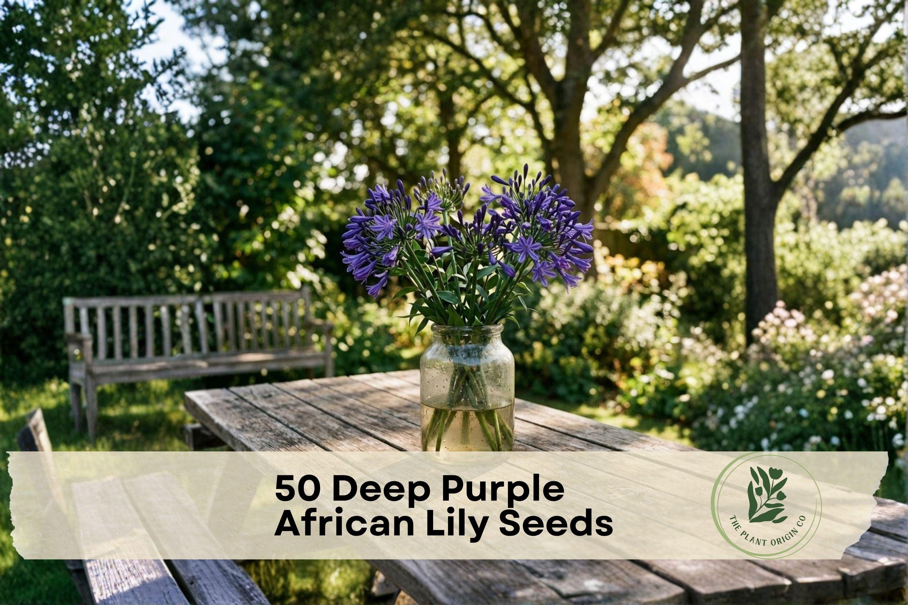 Deep Purple African Lily Seeds - Agapanthus spp. Flowering Perennial for Garden Beds, Borders, Patios, 50 Seeds