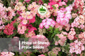 100+ Phlox of Sheep Seeds | Pastel Pink, Lavender, Lilac & White | Phlox drummondii Annual Flower for Borders & Pollinator Gardens