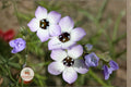 Bird's Eyes Wildflower Seeds – Gilia tricolor, 100 Seeds, Lavender Blue Flowers, Pollinator-Friendly Annual for Gardens & Meadows