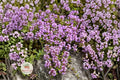 Creeping Thyme Seeds, Thymus serpyllum Ground Cover Herb, Drought Tolerant, Pollinator Attracting, 100 Seeds