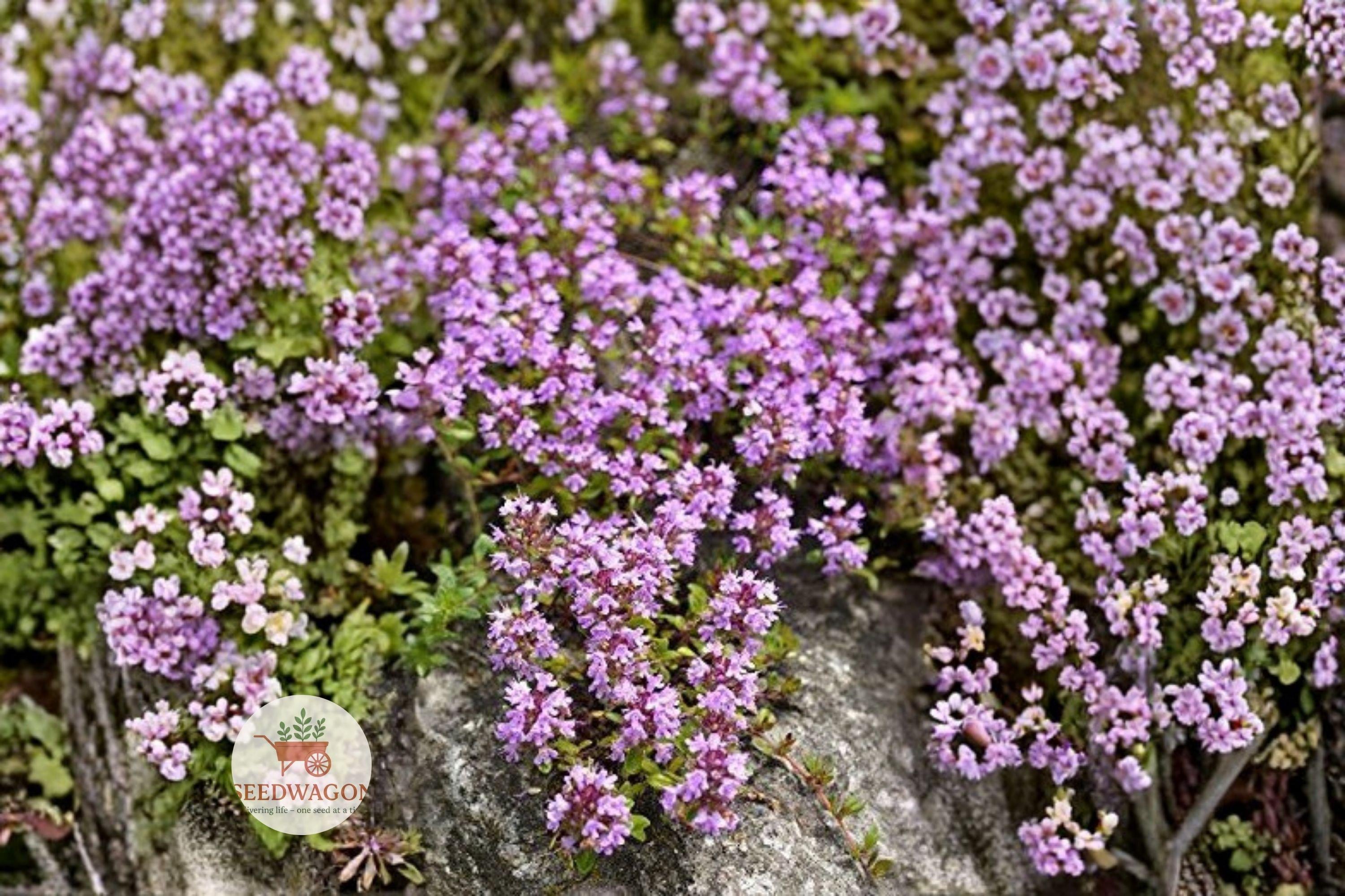 Creeping Thyme Seeds, Thymus serpyllum Ground Cover Herb, Drought Tolerant, Pollinator Attracting, 100 Seeds