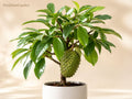 Soursop Tree Starter Plant 3-6 Inches Annona muricata Tropical Fruit Tree for Garden & Container Growing