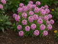 Pink Sweet Alyssum Seeds | Lobularia Maritima Dwarf Pink Flowering Groundcover | 100 Seeds