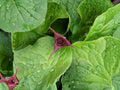 Wild Ginger Woodland Plant Seeds | Asarum canadense Groundcover for Shade Gardens, 10 Seeds