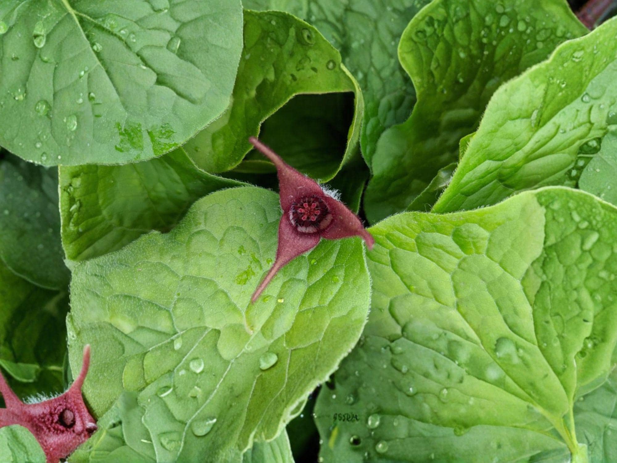 Wild Ginger Woodland Plant Seeds | Asarum canadense Groundcover for Shade Gardens, 10 Seeds