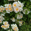 Multiflora Rose Bush Bare Root Plant | Rosa Multiflora | Live Hedge Shrub for Privacy & Wildlife | 6-12 Inch Seedling