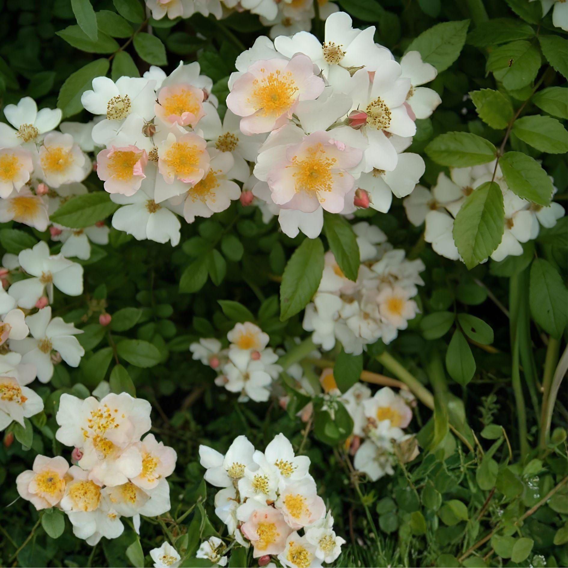 Multiflora Rose Bush Bare Root Plant | Rosa Multiflora | Live Hedge Shrub for Privacy & Wildlife | 6-12 Inch Seedling