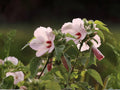 Wooly Rose Mallow Seeds | Hibiscus lasiocarpos | Perennial Flowering Plant with Pale Pink Flowers