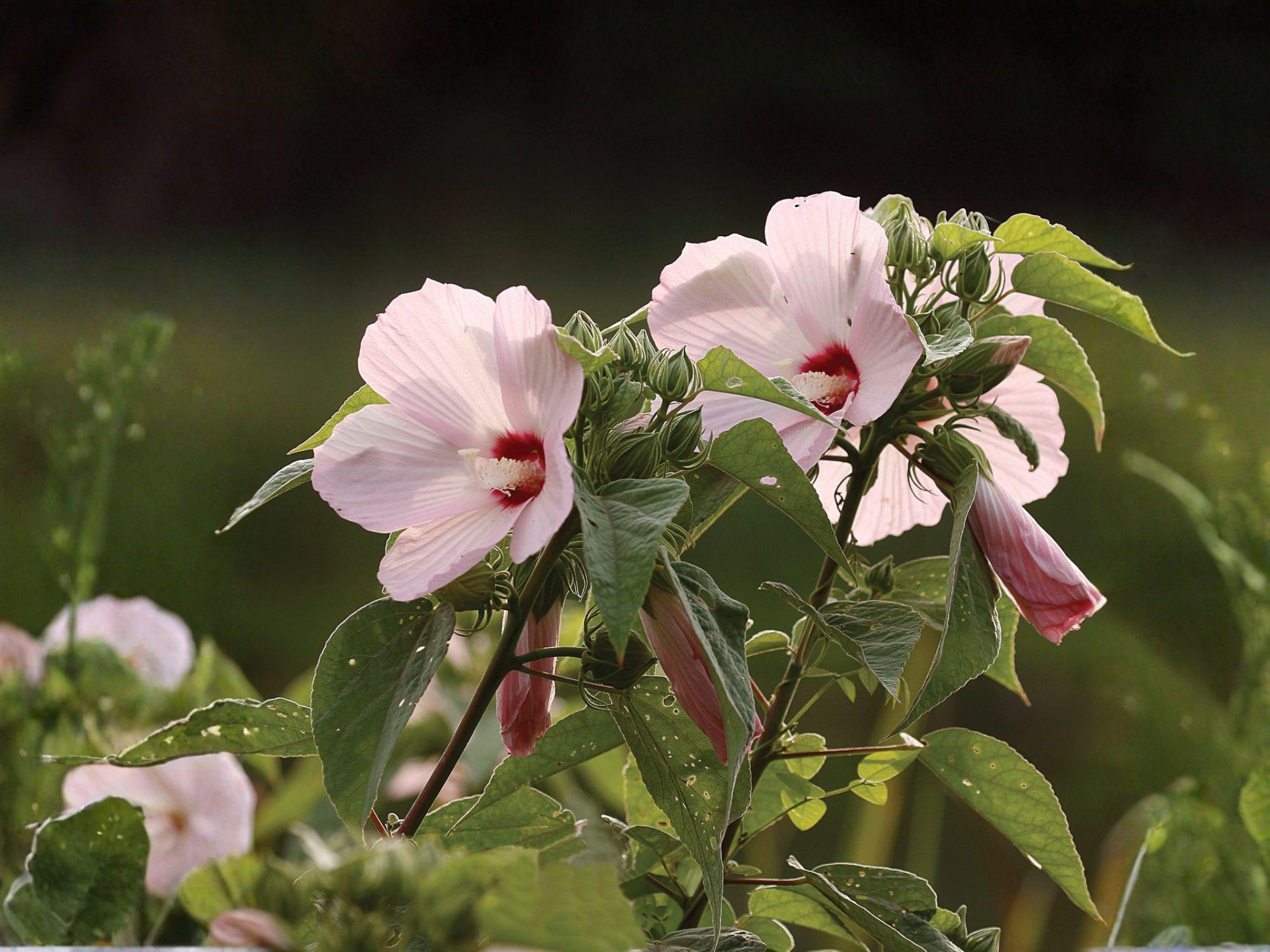 Wooly Rose Mallow Seeds | Hibiscus lasiocarpos | Perennial Flowering Plant with Pale Pink Flowers