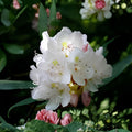 Great Laurel Plant | Rhododendron maximum | Evergreen Flowering Shrub | Bare Root Live Plant for Shade Gardens