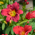 Ruby Stella Daylily Bare Root Fan | Hemerocallis ‘Ruby Stella’ | Reblooming Ruby Red Flowering Perennial Plant