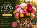 Mixed Ranunculus Bulbs – Large Peony Flowering Plants for Spring Garden Beds – Ranunculus asiaticus, Colorful Layered Blooms
