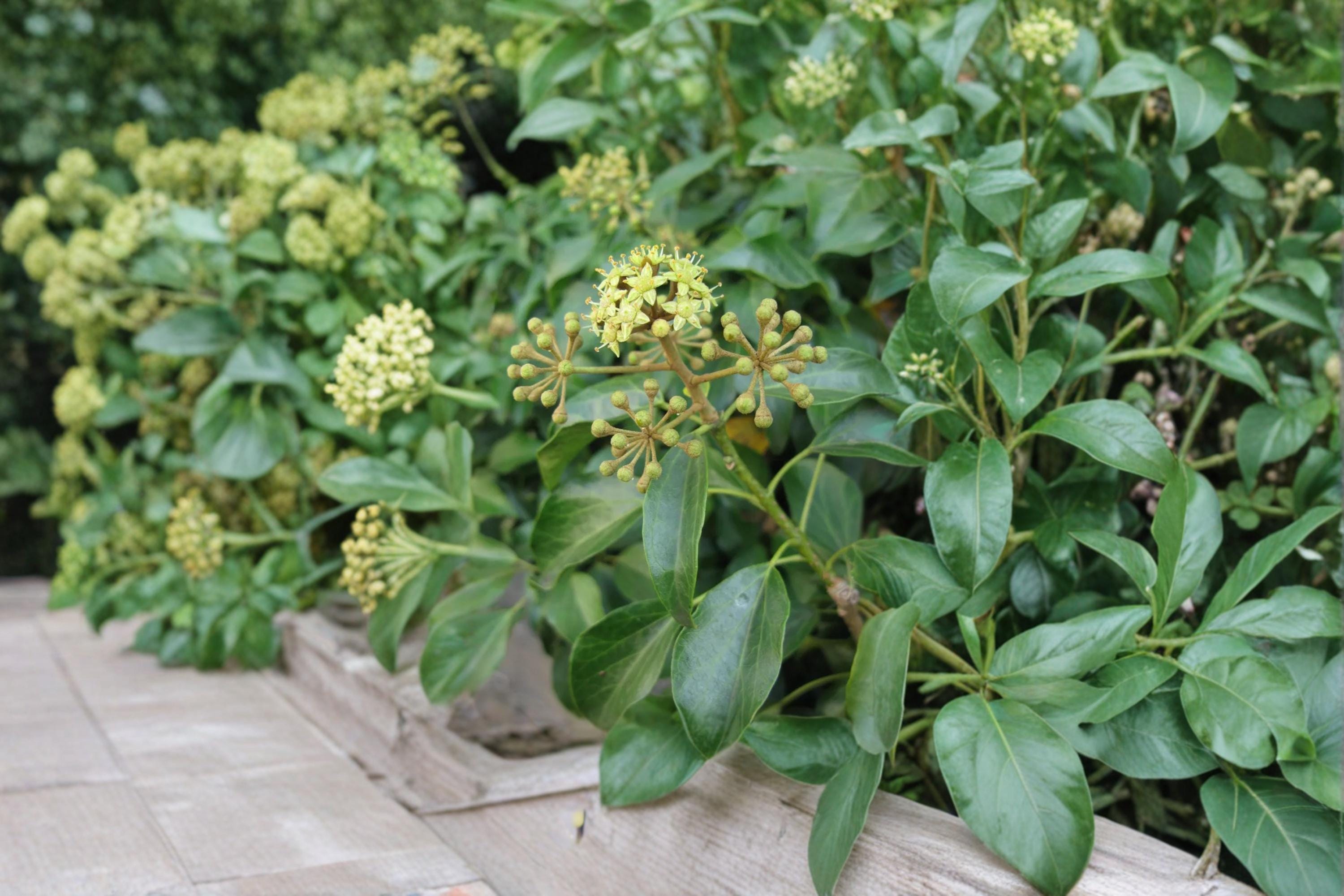 Japanese Ivy Seeds – Hedera rhombea Climbing Vine for Wall & Ground Cover, 50 Seeds
