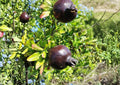 Black Pomegranate Live Fruit Tree – Punica granatum – 10-24 Inches Tall, Edible Landscape, Backyard Orchard, Warm Climate Plant