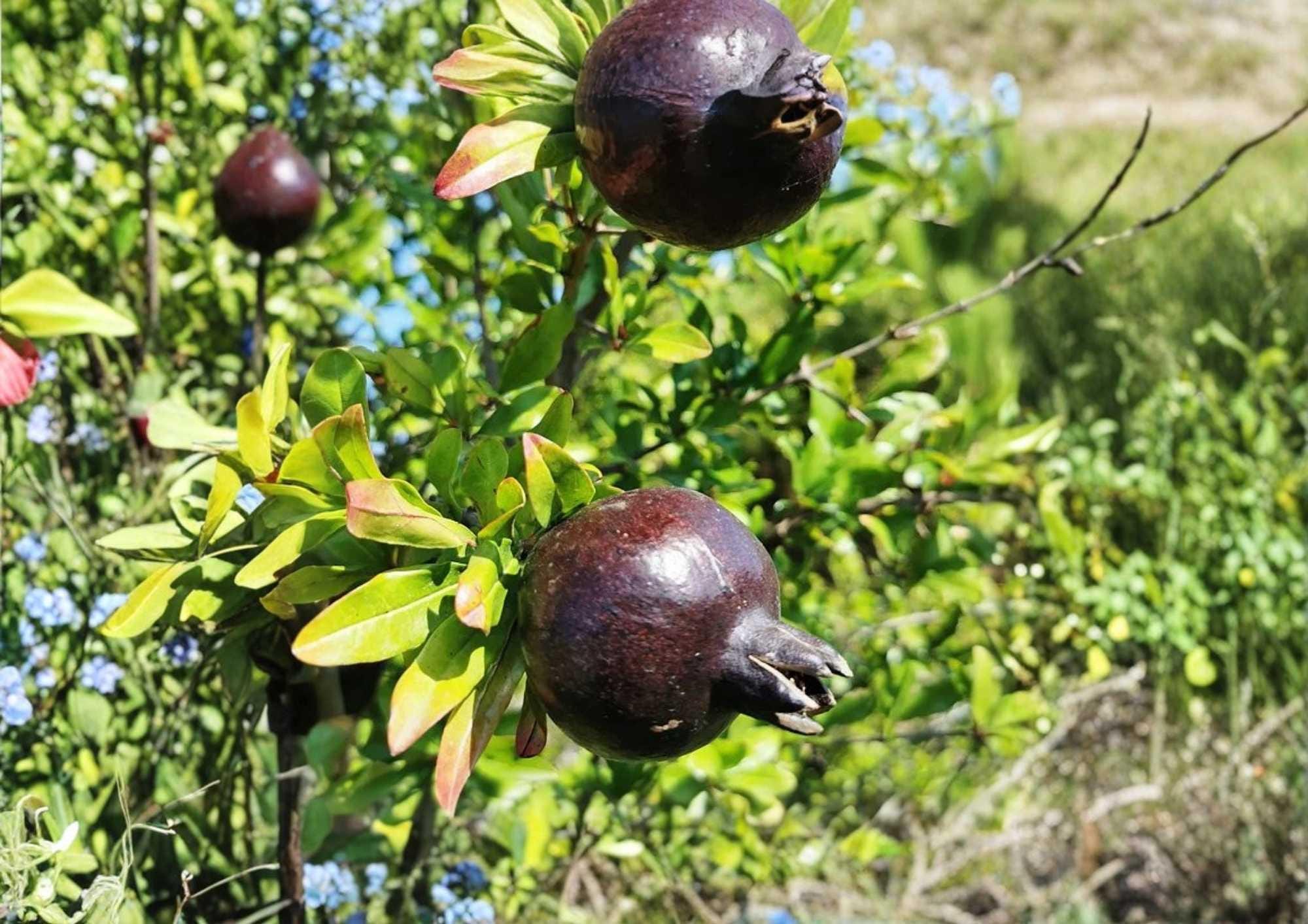 Black Pomegranate Live Fruit Tree – Punica granatum – 10-24 Inches Tall, Edible Landscape, Backyard Orchard, Warm Climate Plant