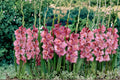 Gladiolus Bulbs 6 Pack – Flowering Perennial with Tall Spikes – Gladiolus spp. Garden Flowers for Borders & Landscape