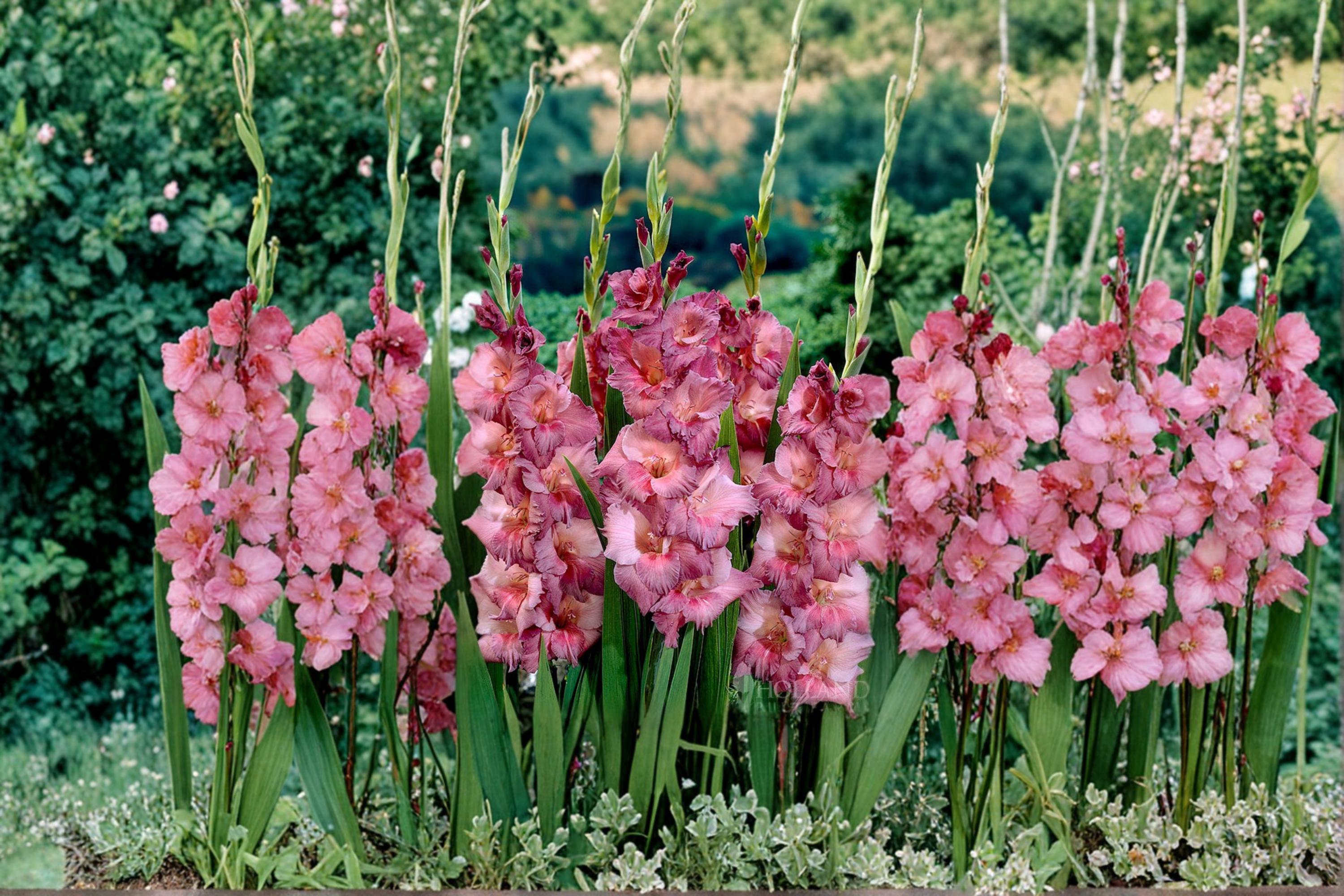 Gladiolus Bulbs 6 Pack – Flowering Perennial with Tall Spikes – Gladiolus spp. Garden Flowers for Borders & Landscape