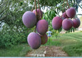 Haden Mango Live Fruit Tree – 12-24 Inches Tall – Mangifera indica – Tropical Edible Landscape Plant