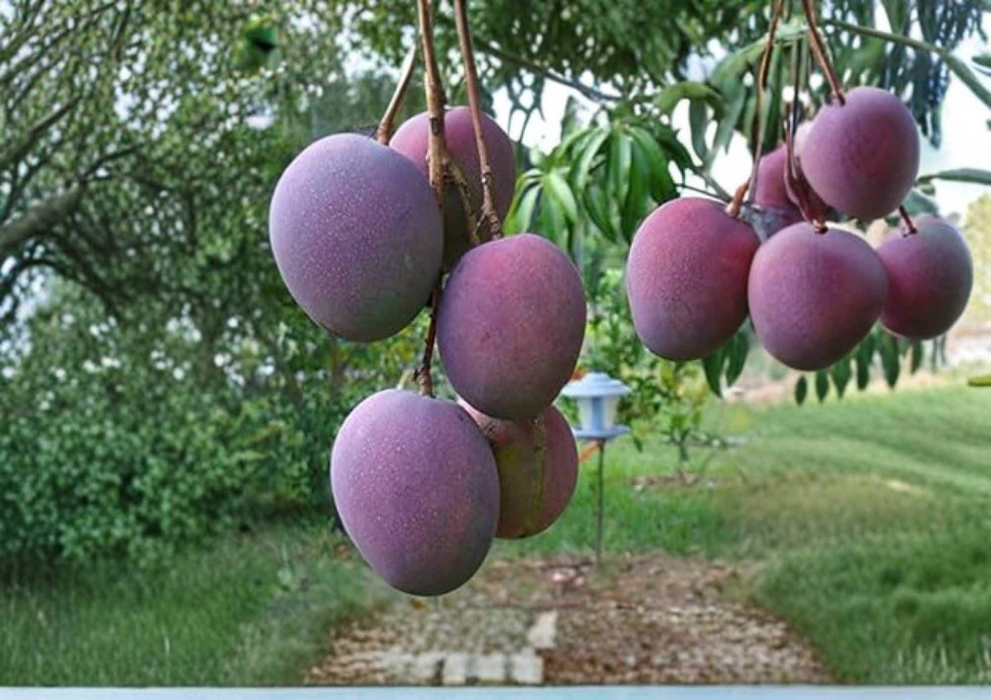 Haden Mango Live Fruit Tree – 12-24 Inches Tall – Mangifera indica – Tropical Edible Landscape Plant