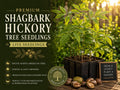Shagbark Hickory Tree Seedling – Native Carya ovata Hardwood Shade Tree for Landscaping & Wildlife