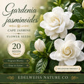 Gardenia Seeds, Heirloom, Non-GMO, Gardenia jasminoides, Cape Jasmine, Fragrant White Flowers, Outdoor & Indoor Planting