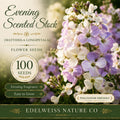 Evening Scented Stock Seeds, Heirloom Fragrant Flower, Non-GMO Garden Planting, Matthiola longipetala